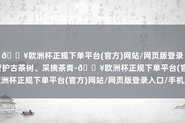 🔥欧洲杯正规下单平台(官方)网站/网页版登录入口/手机版发动村民管护古茶树、采摘茶青-🔥欧洲杯正规下单平台(官方)网站/网页版登录入口/手机版